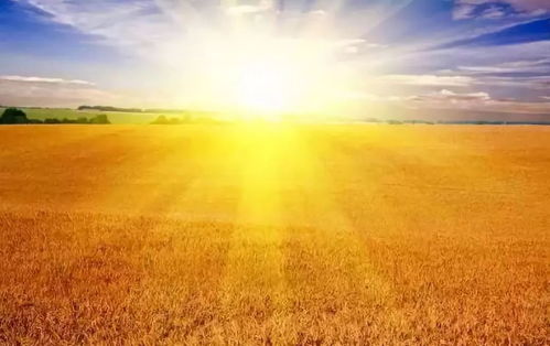 為什么新疆的牛奶和酸奶的口感如此之好