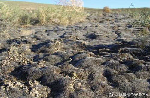 7月7日上海早新聞聚焦新疆環(huán)保新舉措 守護(hù)綠洲，共建美麗中國(guó)